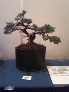 J Roth bonsai GSBS member collection 2010